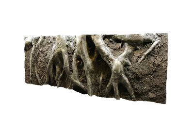 Amazonas Root, 160x60cm